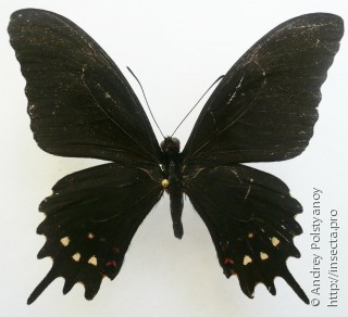 Самец  Papilio erostratus