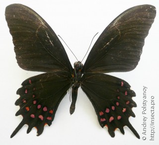 Papilio erostratus vazquezae