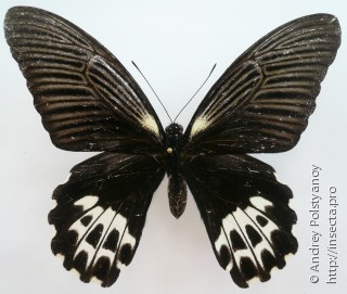 Самка  Papilio forbesi