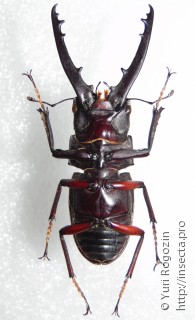 Самец  Prosopocoilus doesburgi