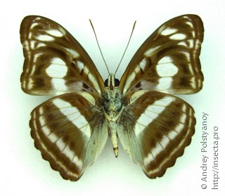Athyma selenophora batilda