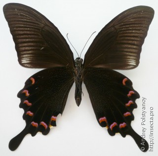 Papilio bianor pinratanai