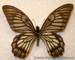 Papilio veiovis