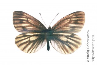 Pieris bryoniae caucasica