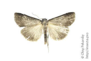 Имаго  Lygephila asiatica