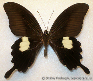 Самец  Papilio helenus