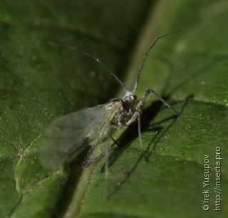 Aphididae