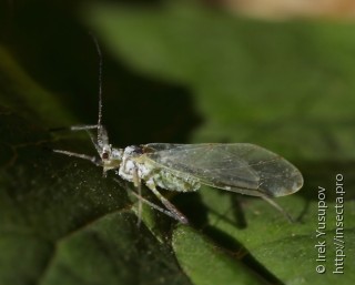 Aphididae