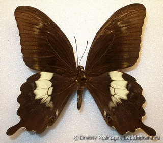 Papilio prexaspes
