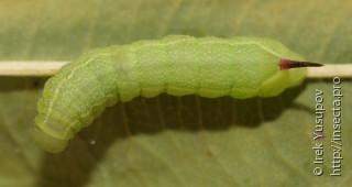 Deilephila elpenor