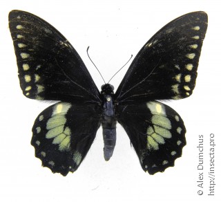 Самец  Papilio birchallii