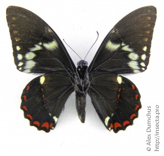 Самец  Papilio birchallii