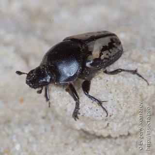 Onthophagus marginalis