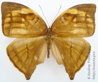 Самка  Amathuxidia plateni