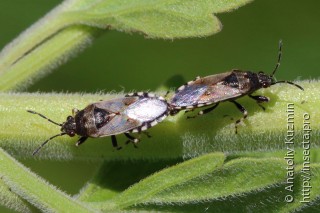 Самец и самка  Heterogaster cathariae