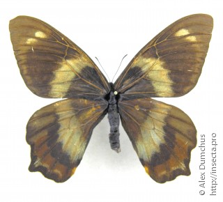 Papilio toboroi