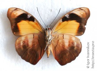 Самец  Catonephele salambria