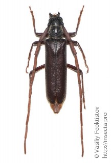 Самец  Amphelictus fortunensis