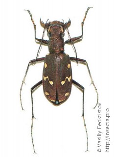 Самец  Cicindela gemmata