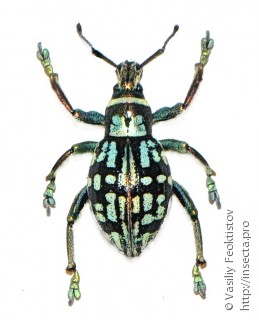 Самка  Polycatus panayensis