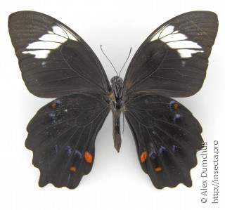 Имаго  Papilio inopinatus