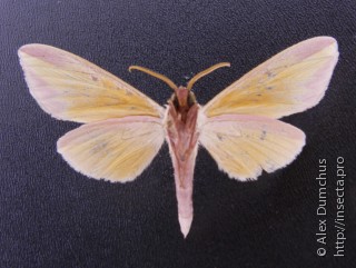 Leucophlebia lineata