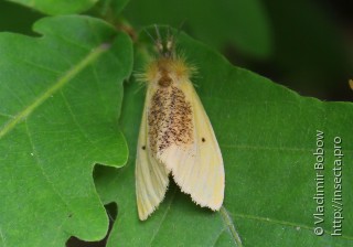 Имаго  (Euproctis niphonis)