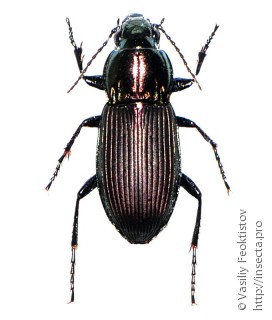 Самка  Poecilus lepidus