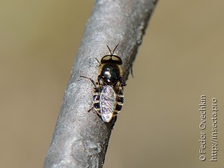 Самец  Odontomyia argentata