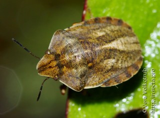 Eurygaster testudinaria
