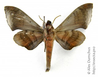Daphnusa ocellaris