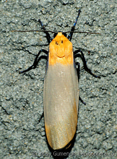 Самец  (Lithosia quadra)