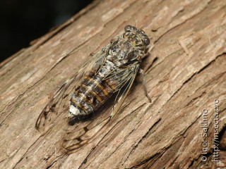 Самец  Cicada orni