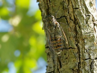 Самец  Cicada orni