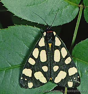 Имаго  (Epicallia villica)