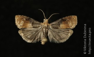 Самец  Lepteucosma huebneriana