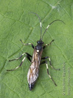 Patrocloides