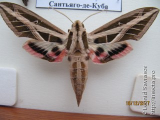 Eumorpha fasciata
