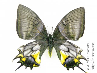 Самка  Teinopalpus aureus