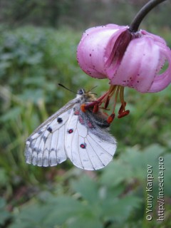 Parnassius phoebus