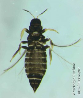 Имаго  Neohydatothrips gracilicornis