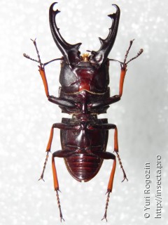 Самец  Leptinopterus tibialis