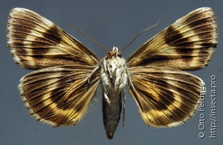 Catocala deuteronympha