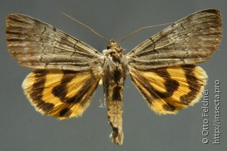 Catocala agitatrix