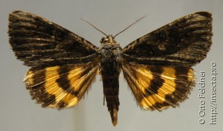 Самка  Catocala antinympha