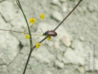 Omophlus caucasicus