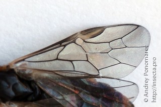 Amauronematus viduatus