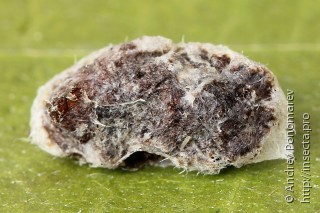 Pachynematus clitellatus