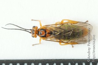 Pachynematus clitellatus