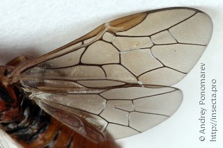 Amauronematus longiserra